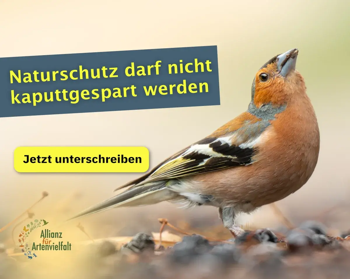 Foto eines Buchfinks am Boden, links unten das Logo der Allianz für Artenvielfalt, darüber der Slogan "Naturschutz darf nicht kaputtgespart werden" und ein  gelber Button, der auf die Petition der Allianz hinweist. Foto: Mattis Karbiener